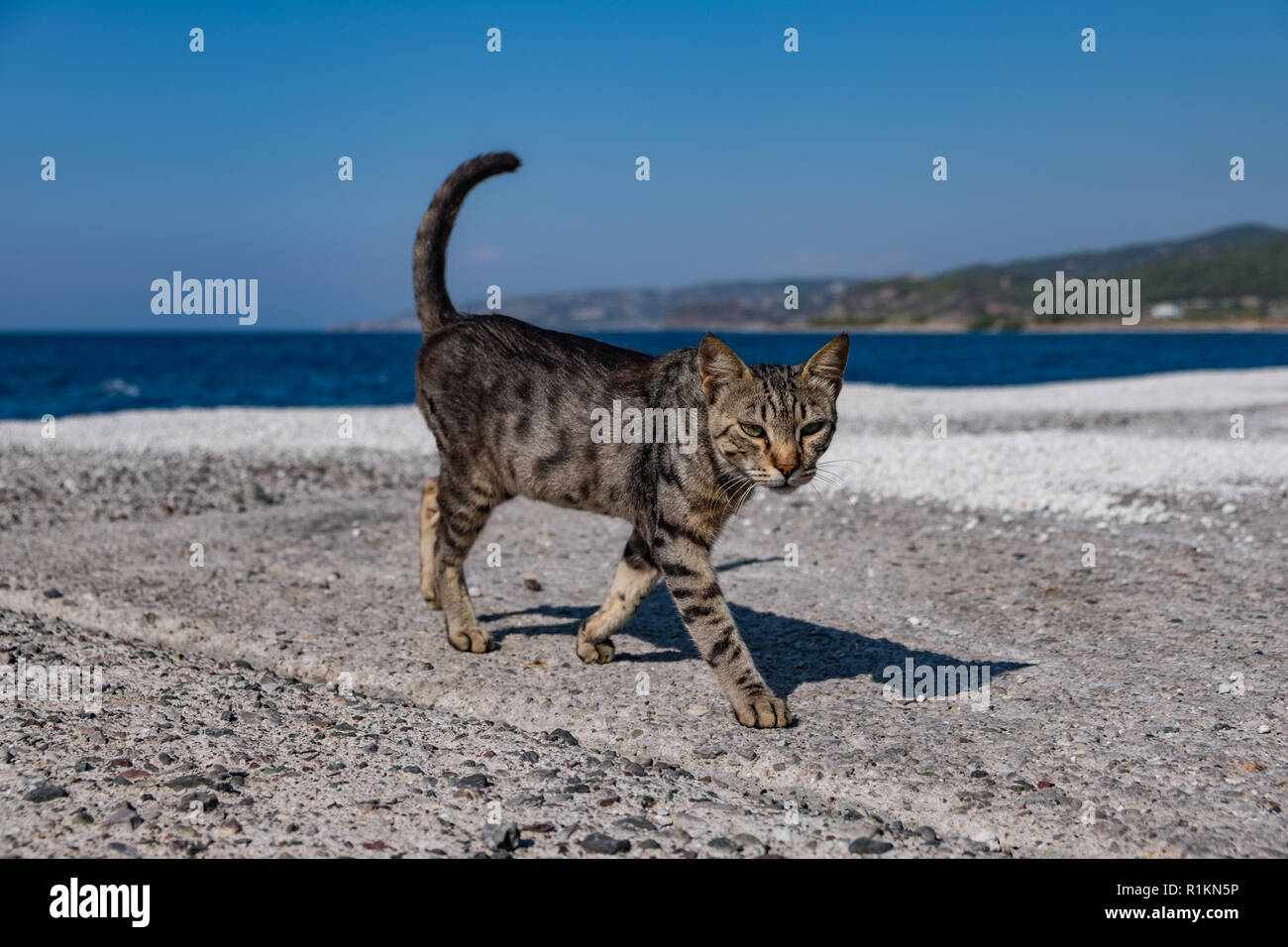 Gray cat walking along the pier against the background of the sea in Greece Stock Photo