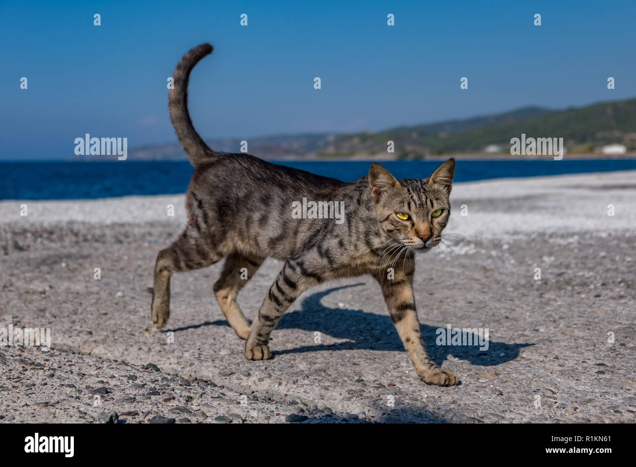 Gray cat walking along the pier against the background of the sea in Greece Stock Photo