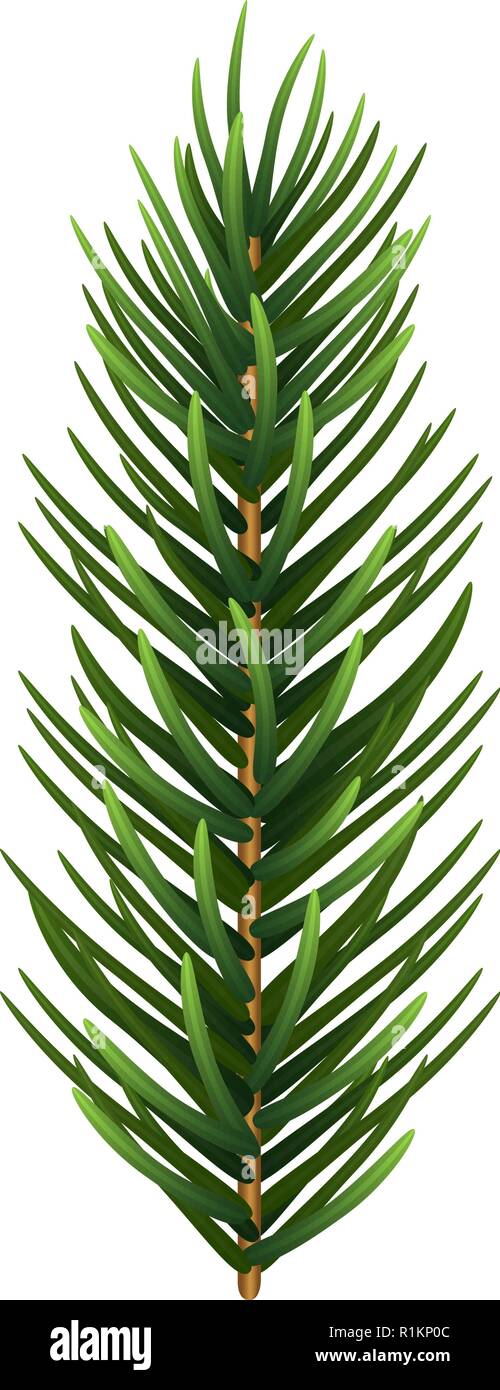 One single realistic spruce or pine branch leaf. Vector illustration Stock  Vector Image & Art - Alamy