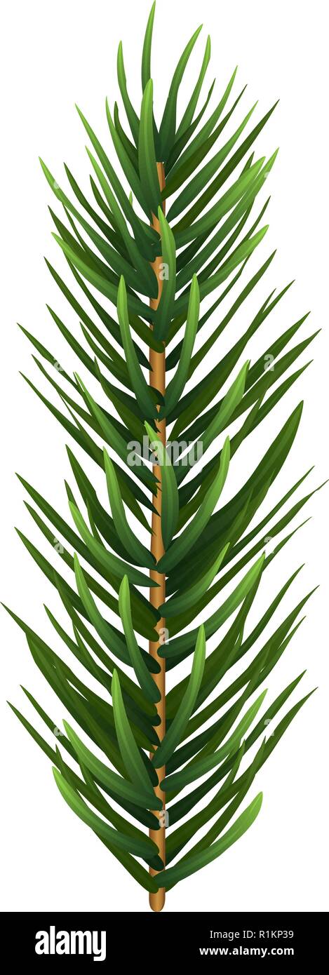 One single realistic spruce or pine branch leaf. Vector illustration. Stock Vector