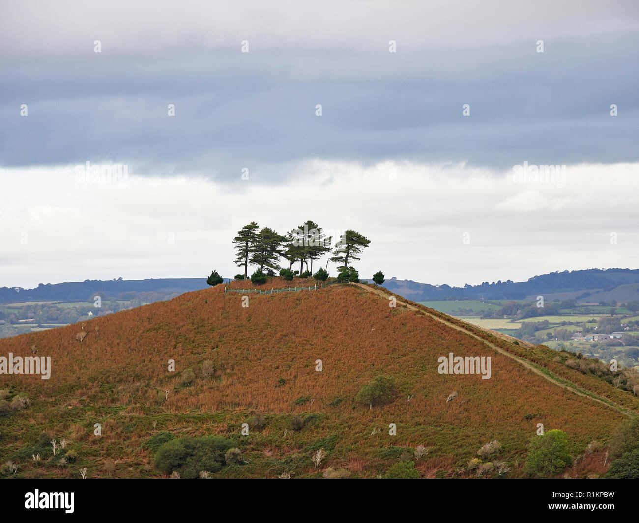 Colmers Hill With Its Scots Pines Symondsbury Dorset Stock Photo Alamy
