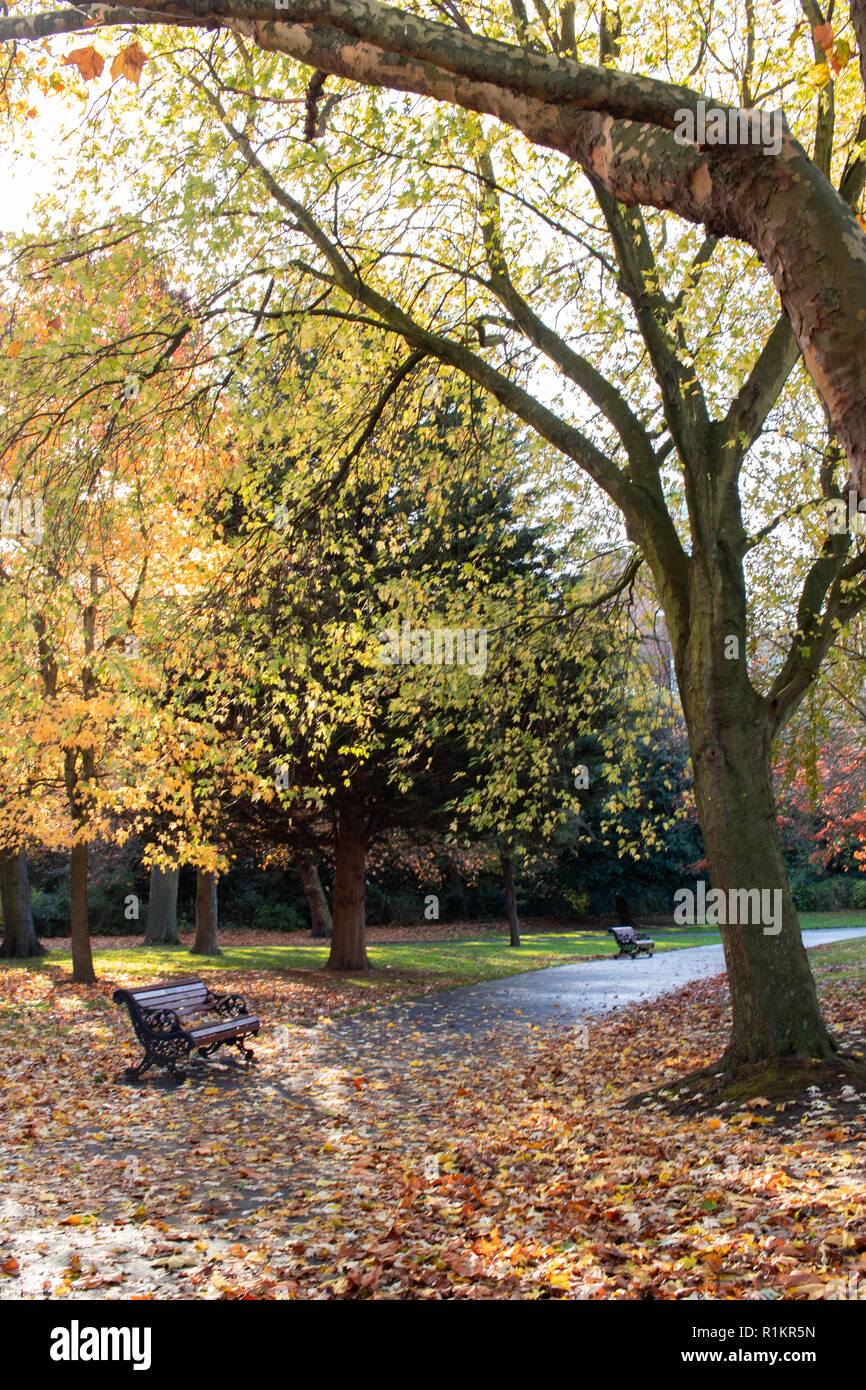A single wooden bench in a park with brown autumn leaves covering the ...