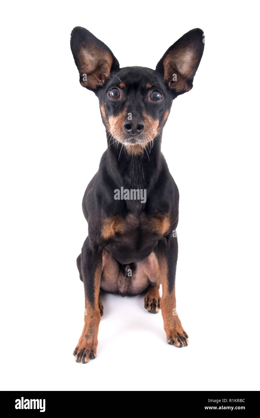 German Pinscher dog breed  isolated over white background Stock Photo