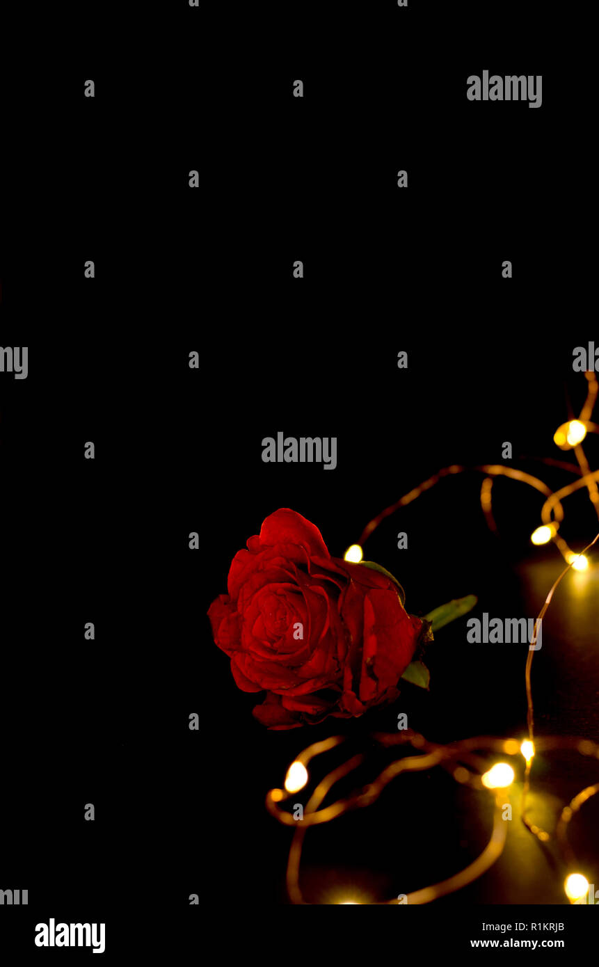 Red roses in the darkness Stock Photo - Alamy