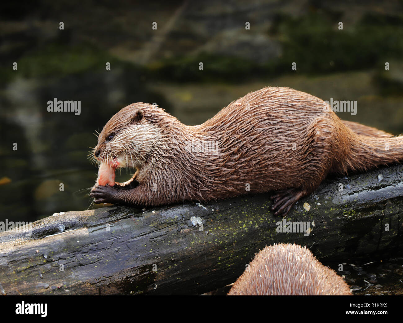 Freshwater fish of south east asia hi-res stock photography and images ...