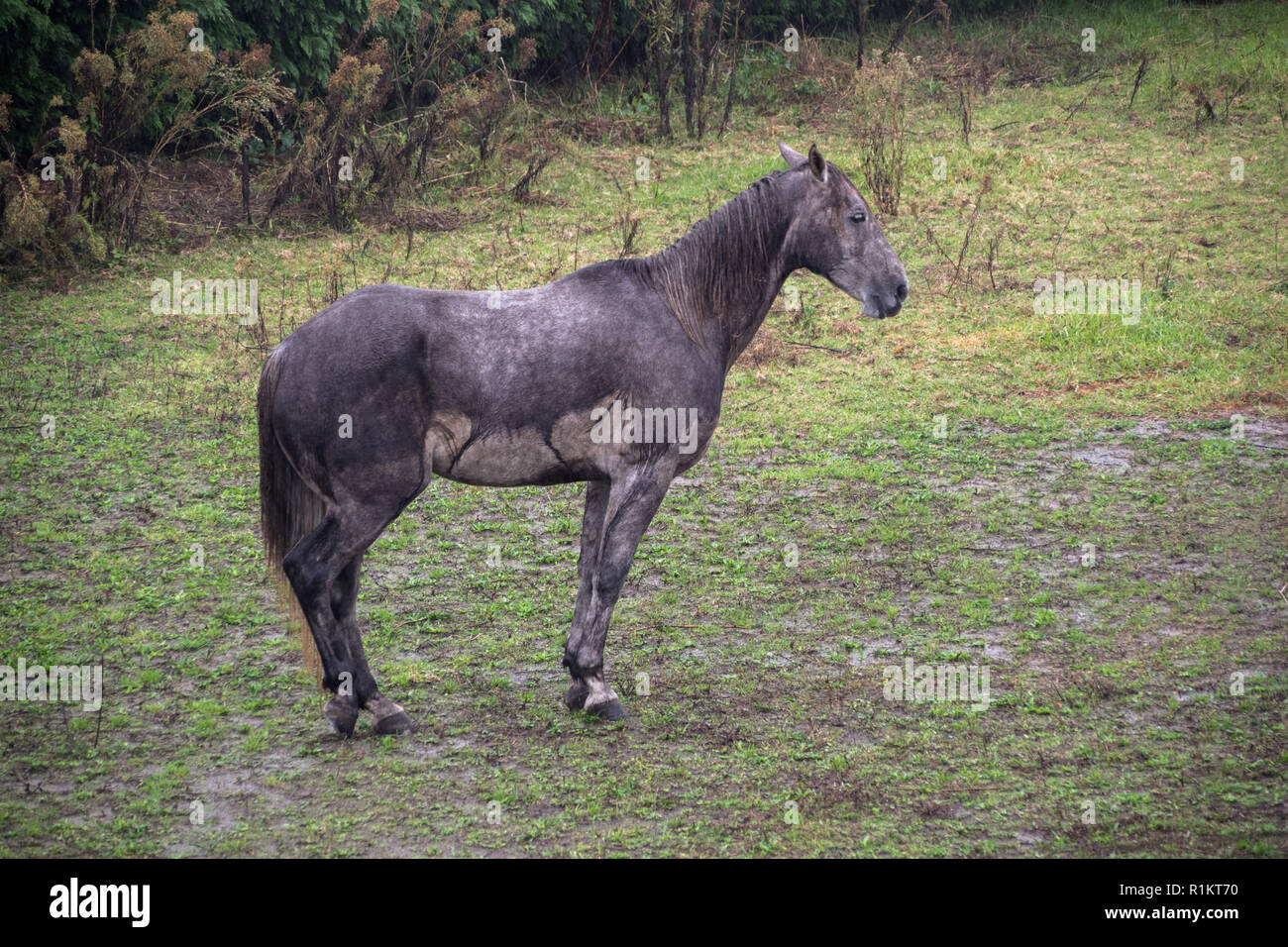 Wet horse hires stock photography and images Alamy
