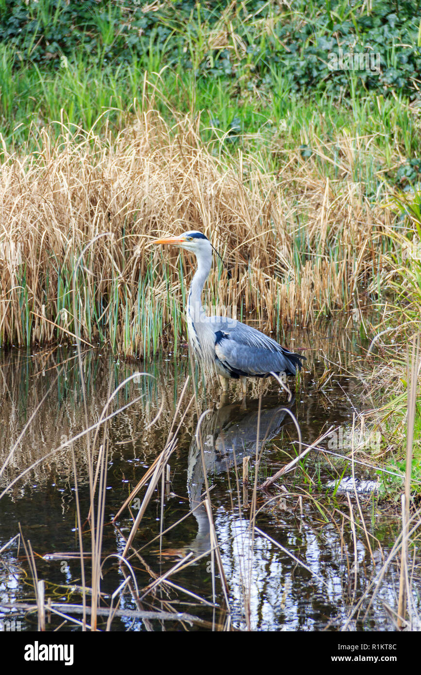 A single Grey Heron (Ardea Cinerea) at the edge of a pond, surrounded by reeds and rushes Stock Photo