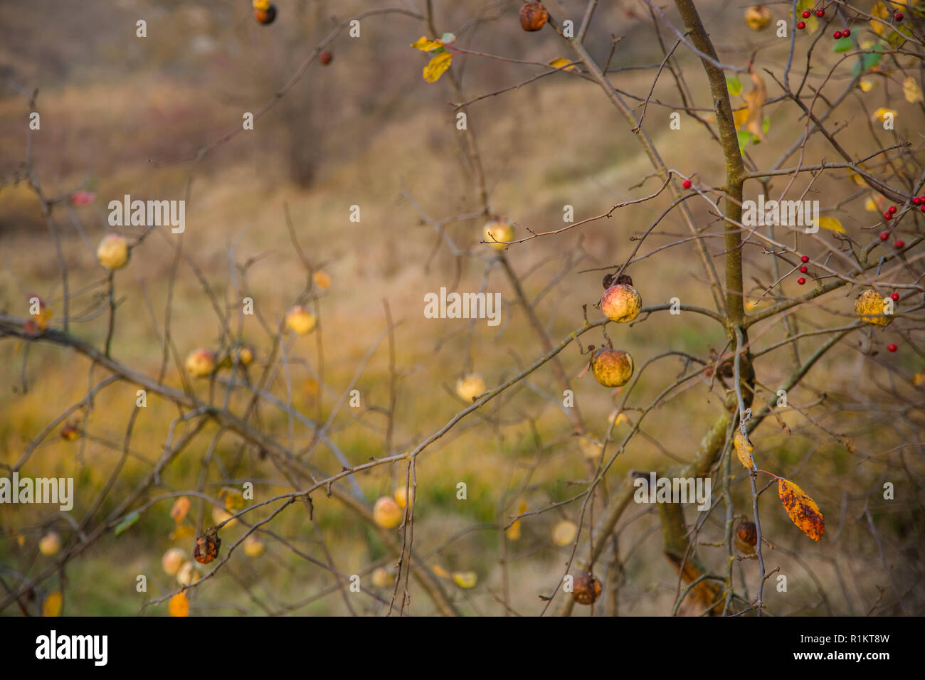 Central asia wild apples hires stock photography and images Alamy