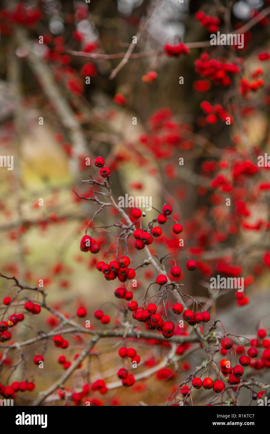 Autumn red berries of a hawthorn tree Crataegus monogyna in