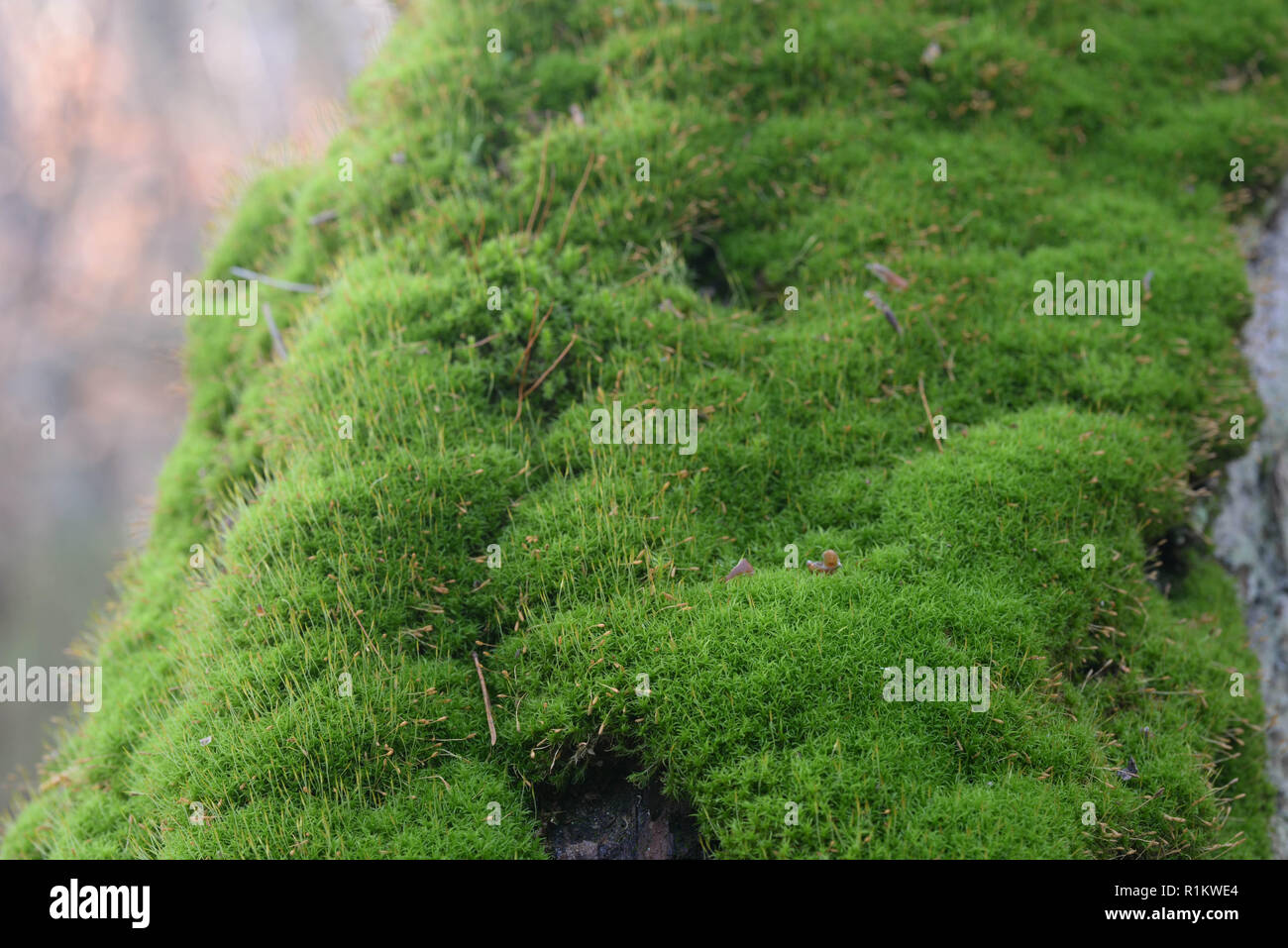 Selective focus old moss hi-res stock photography and images - Alamy