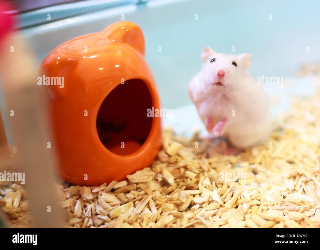 Winter white hamster clearance food