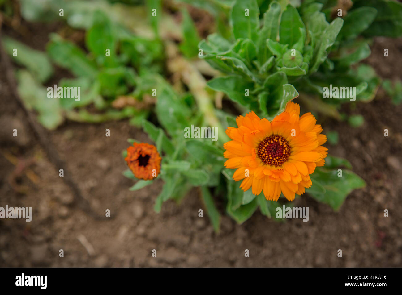Flower with leaves Calendula. Calendula officinalis, pot, garden or English nail, on a blurred green background. Stock Photo