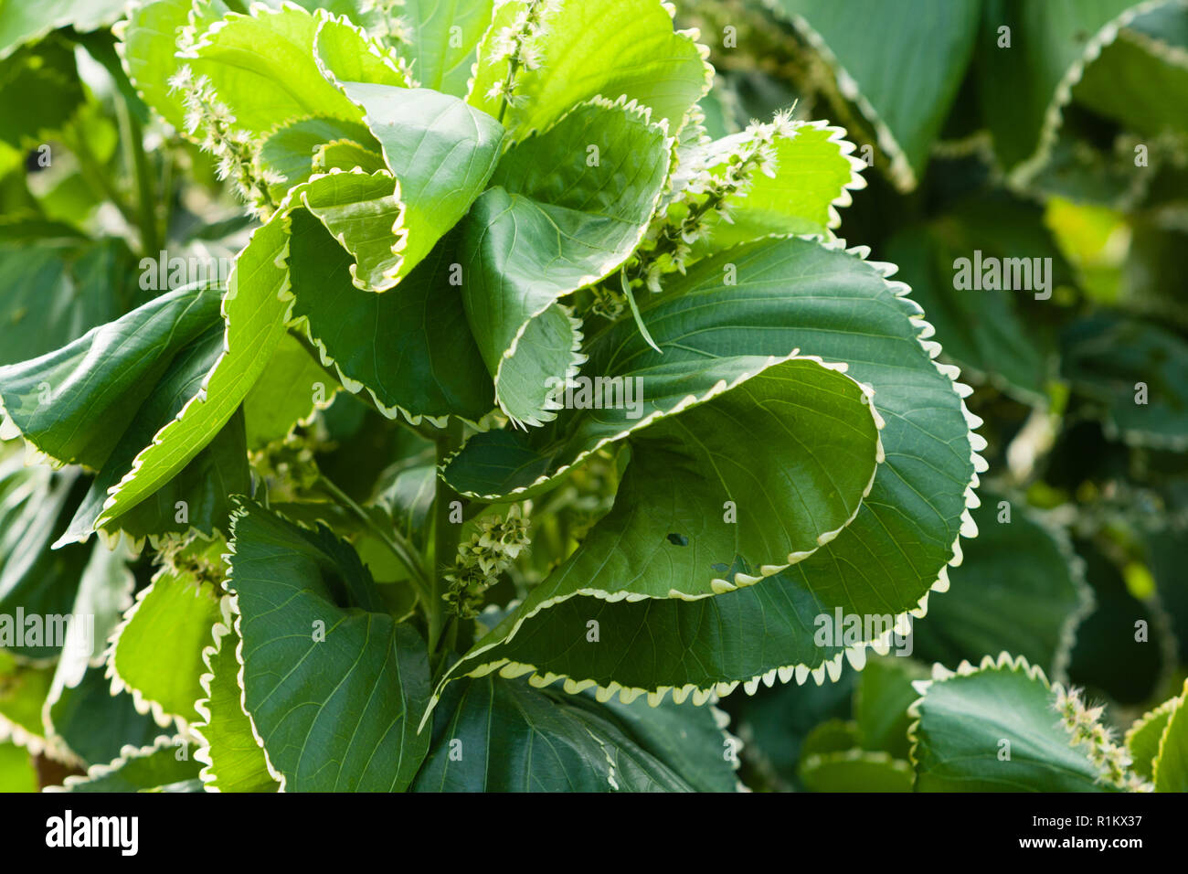 Copperleaf (Acalypha wilkesiana), a.k.a. Jacob’s coat, green with white edged leaves foliage, Hualien, Taiwan Stock Photo