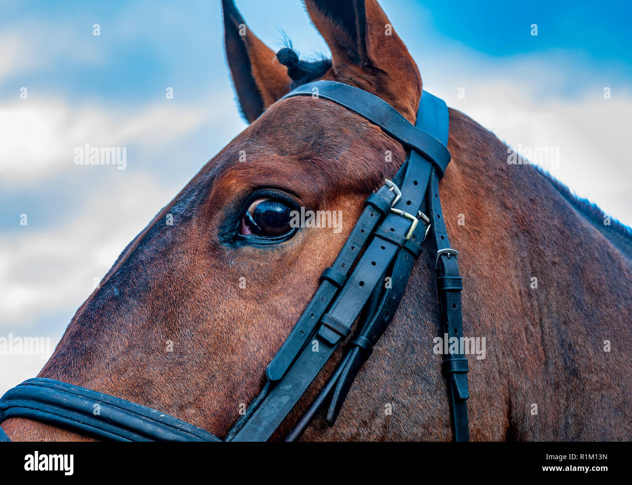 A close up of a horse's head and eye photographed against a sky Stock Photo