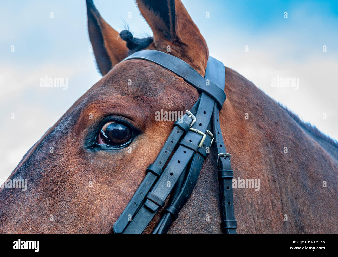 A close up of a horse's head and eye photographed against a sky Stock Photo