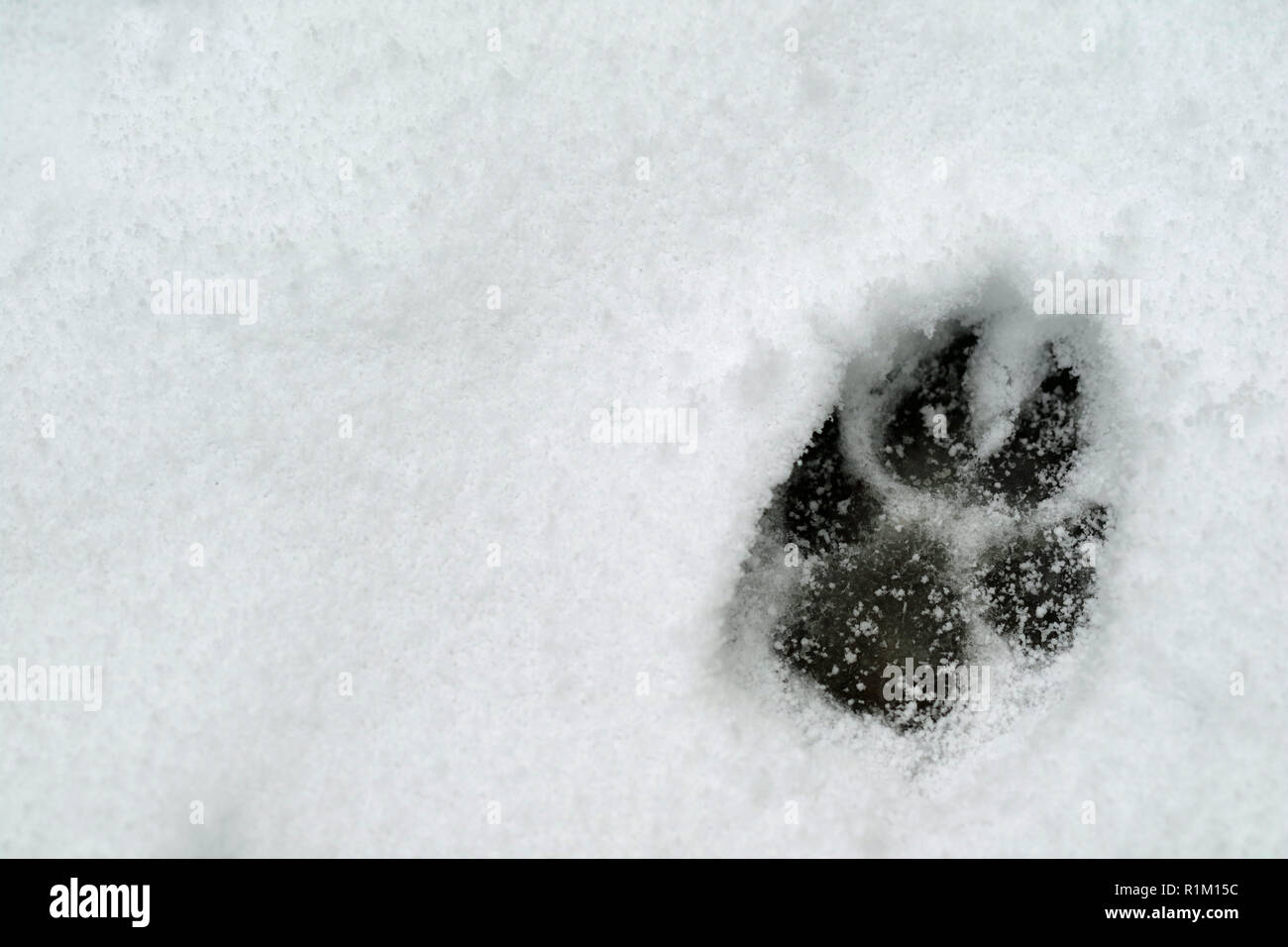 footprint of a dog in the snow with copy space Stock Photo