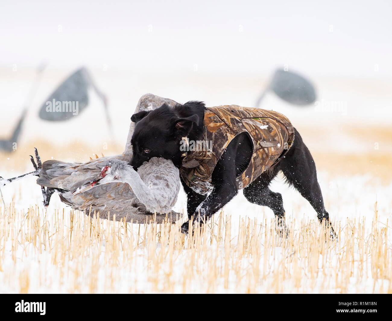 A hunting dog with a Sandhill crane Stock Photo Alamy