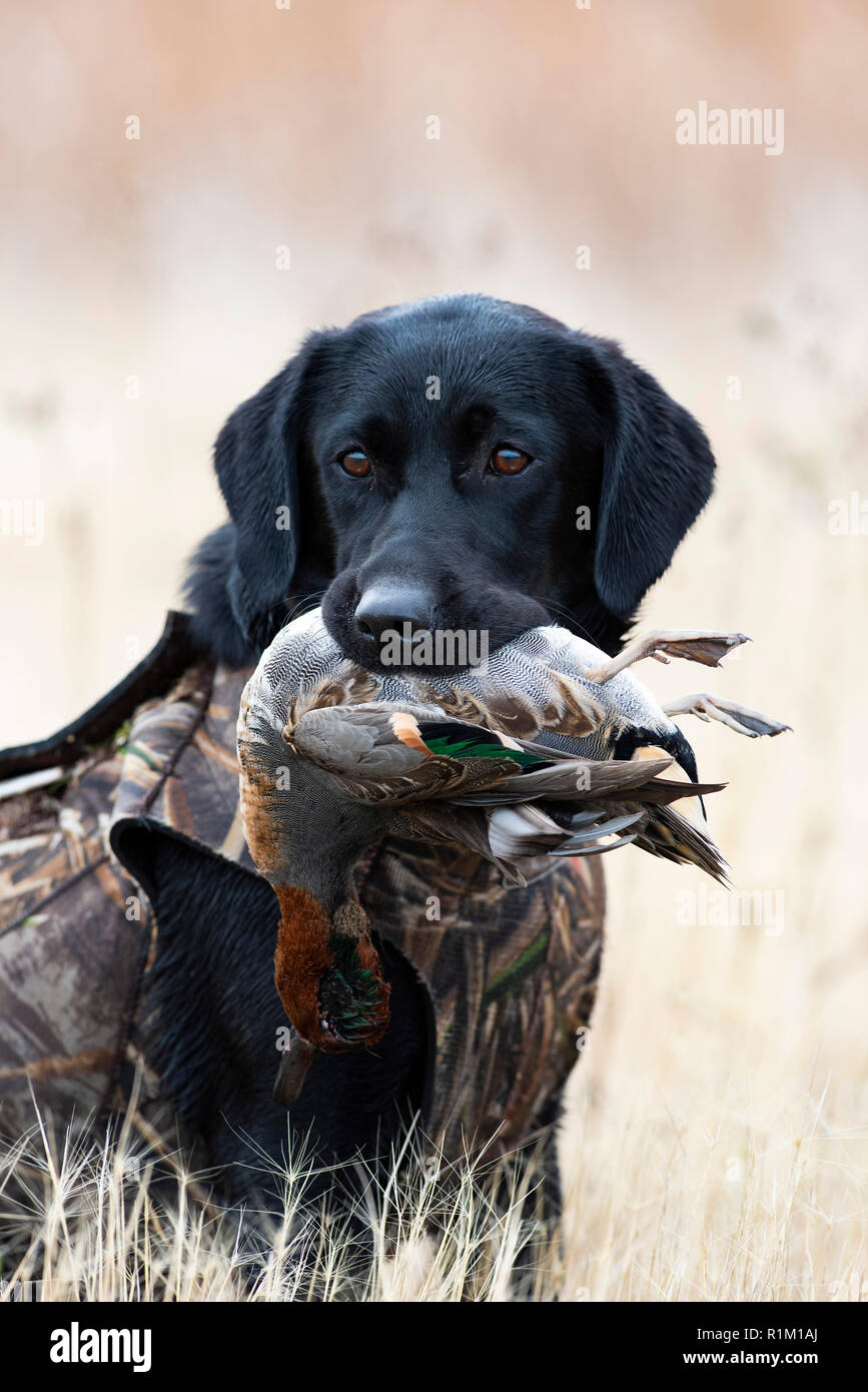A Black Labrador Retreiver with a teal while duck hunting Stock
