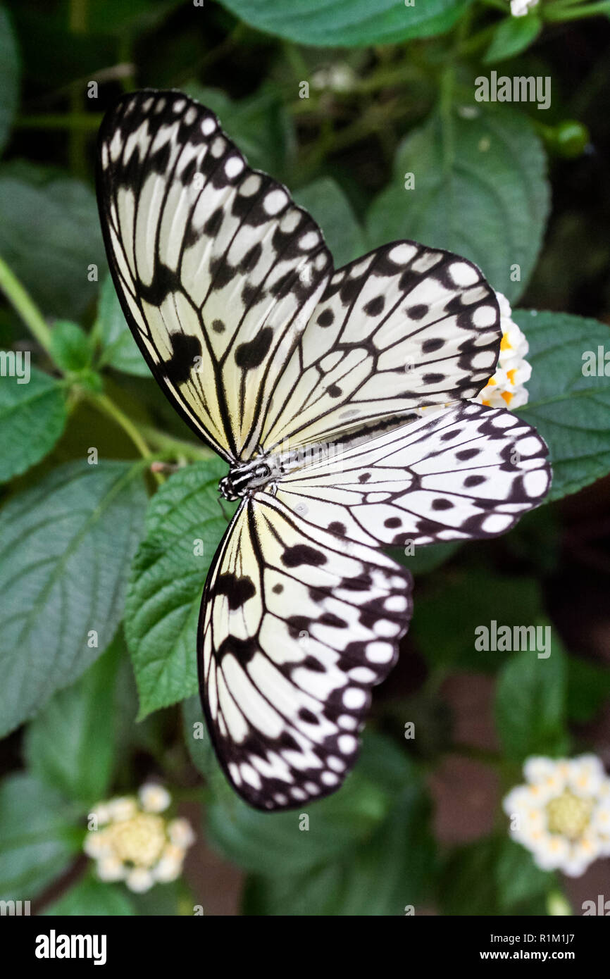 Idea leuconoe, the paper kite, rice paper or large tree nymph butterfly, belonging to the danaid group of the family Nymphalidae Stock Photo