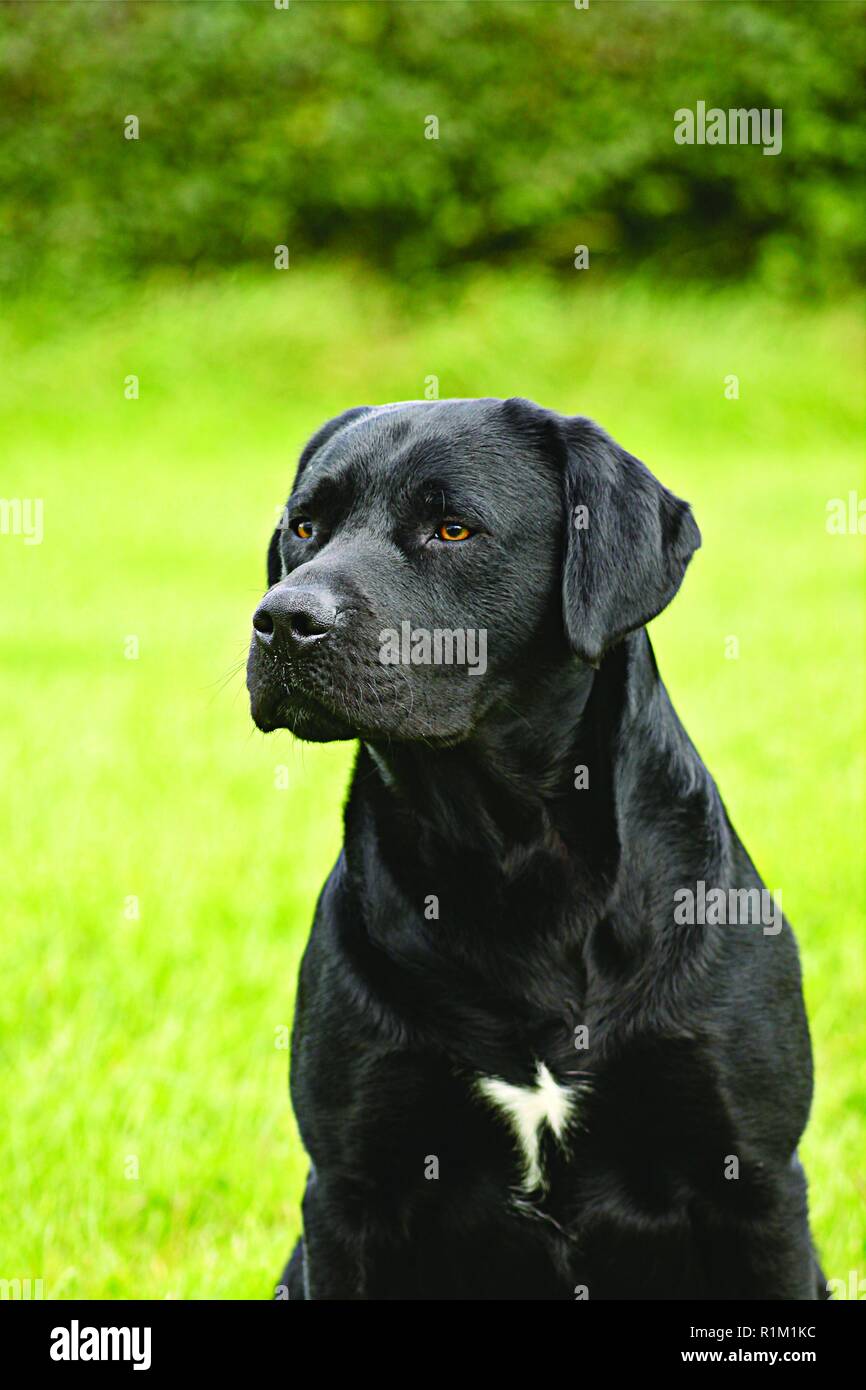 Black Labrador, with white patch on chest,  looks intently out of shot whilst sitting. Training gun dog sits and awaits command in green garden area. Stock Photo