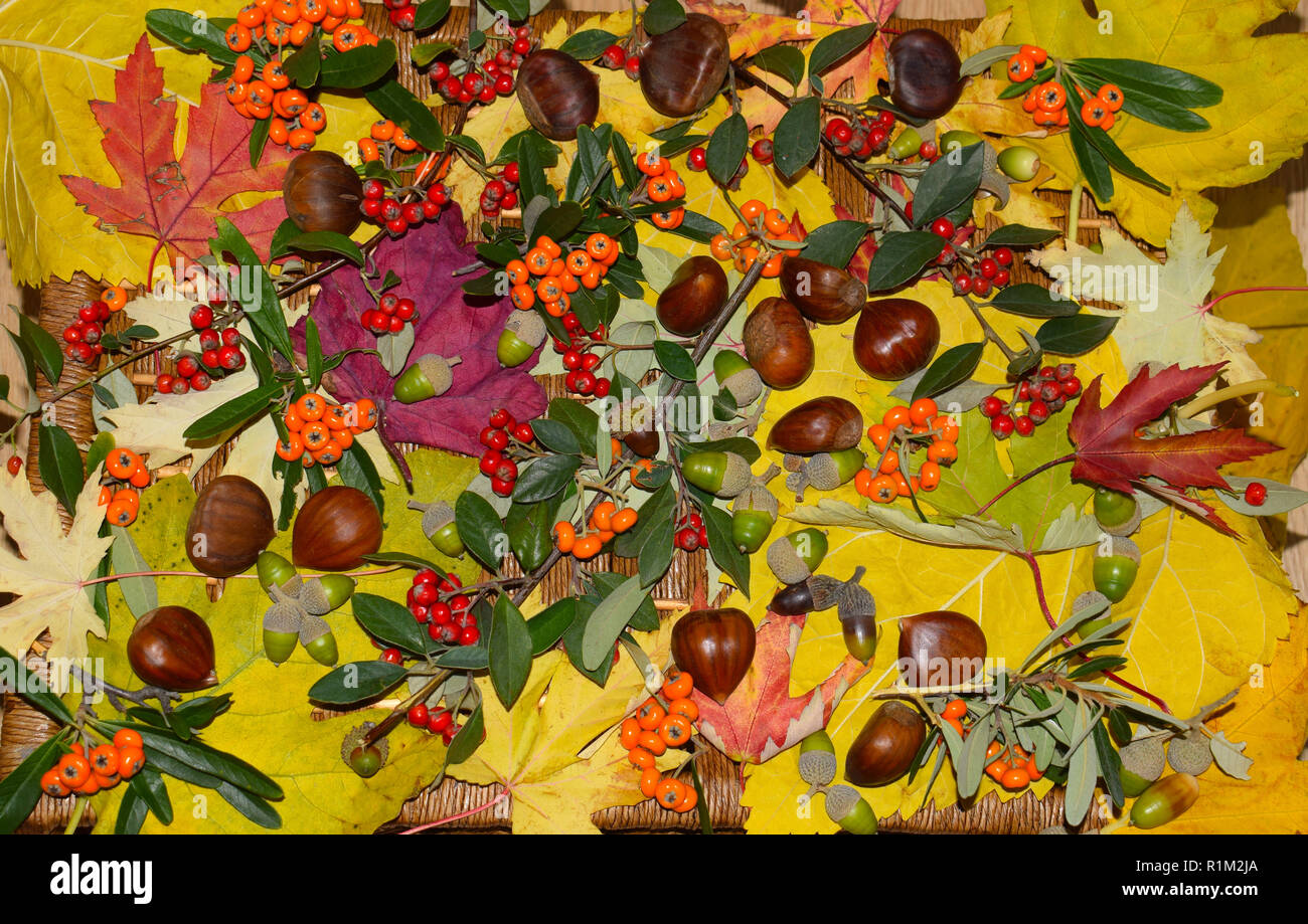 Leaves and fruits of Autumn Stock Photo - Alamy