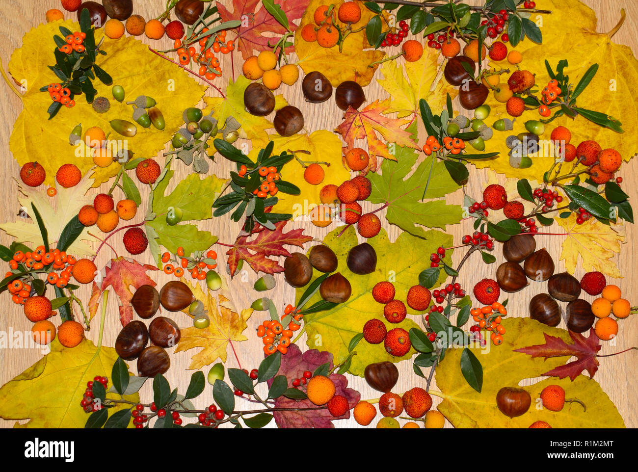 Leaves and fruits of Autumn Stock Photo - Alamy