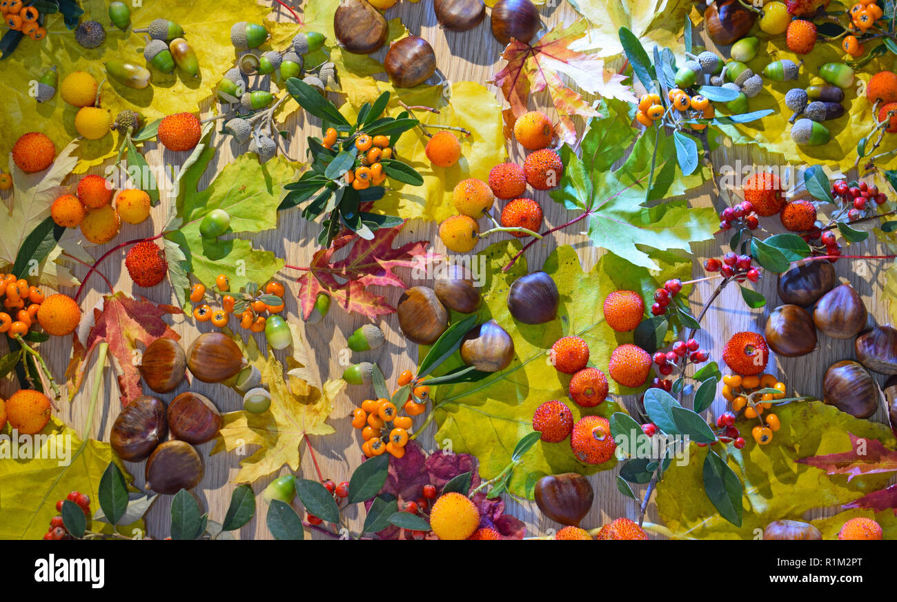 Leaves and fruits of Autumn Stock Photo - Alamy