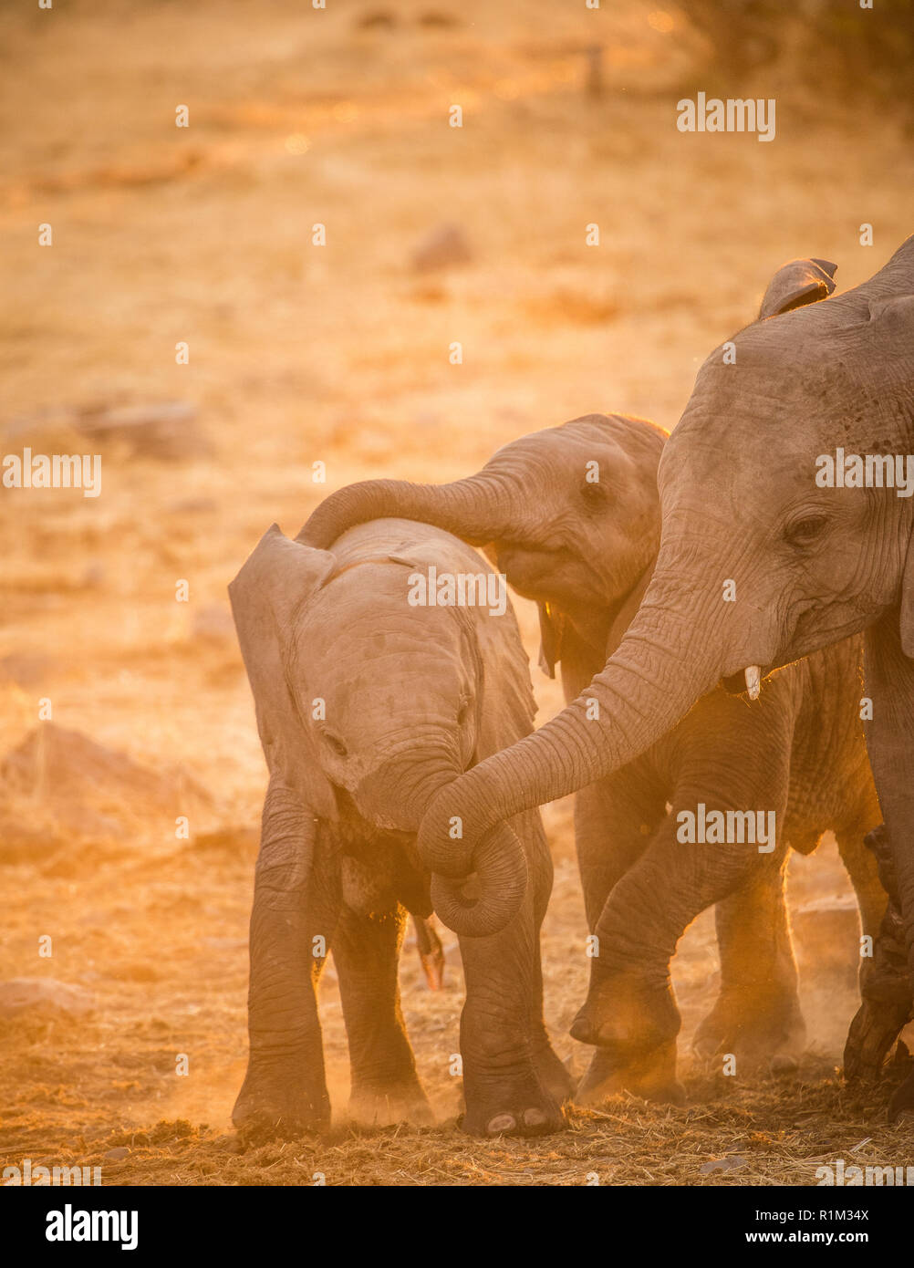 Big and small elephants hi-res stock photography and images - Alamy