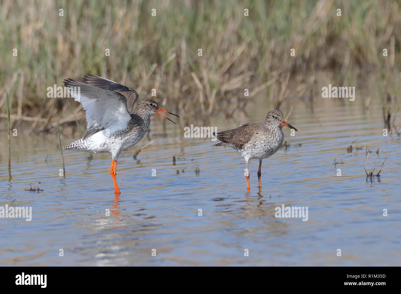 Common Redshank attracting a mate Stock Photo