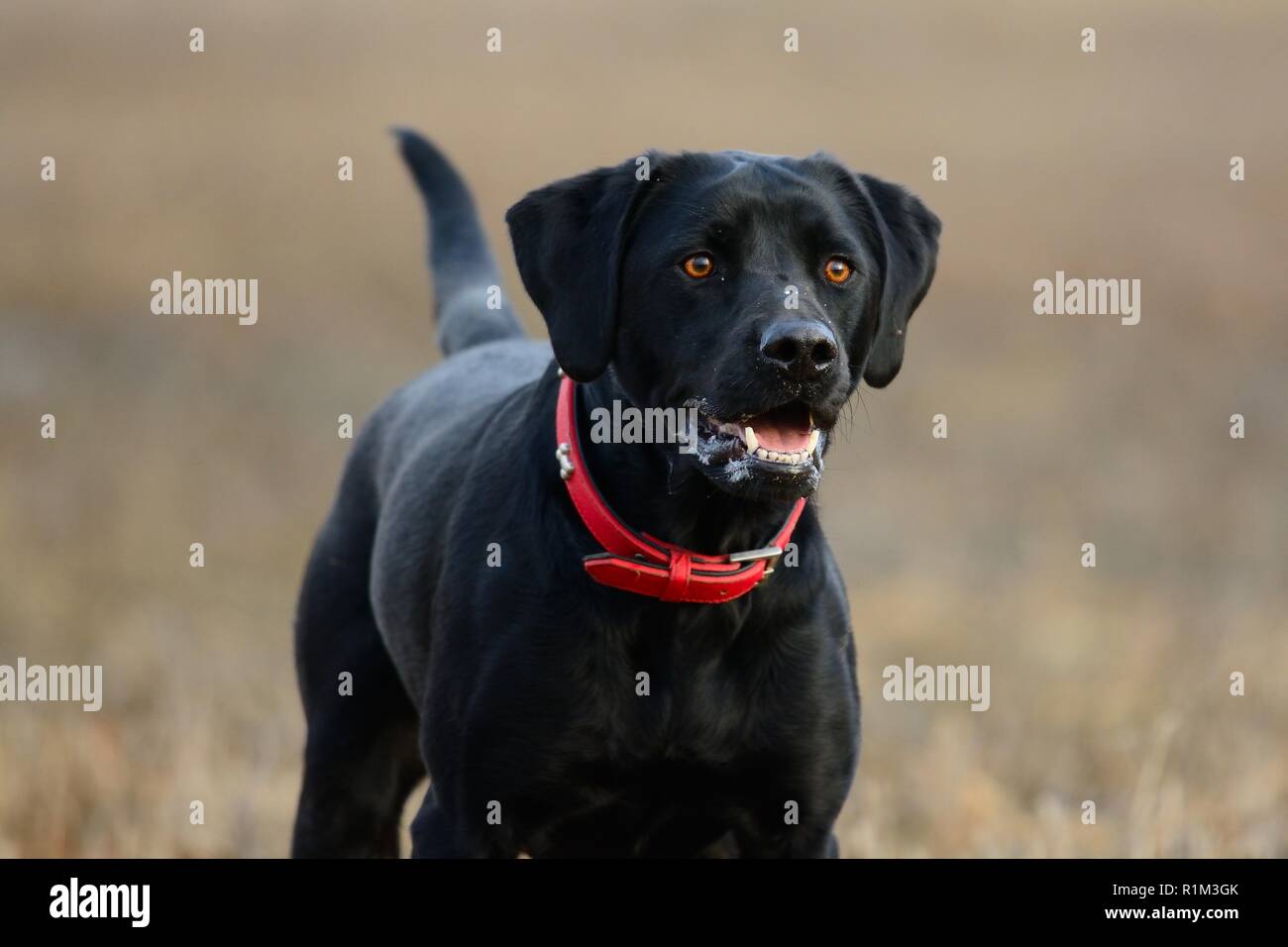 Portrait of a young black Labrador standing in a field Stock Photo