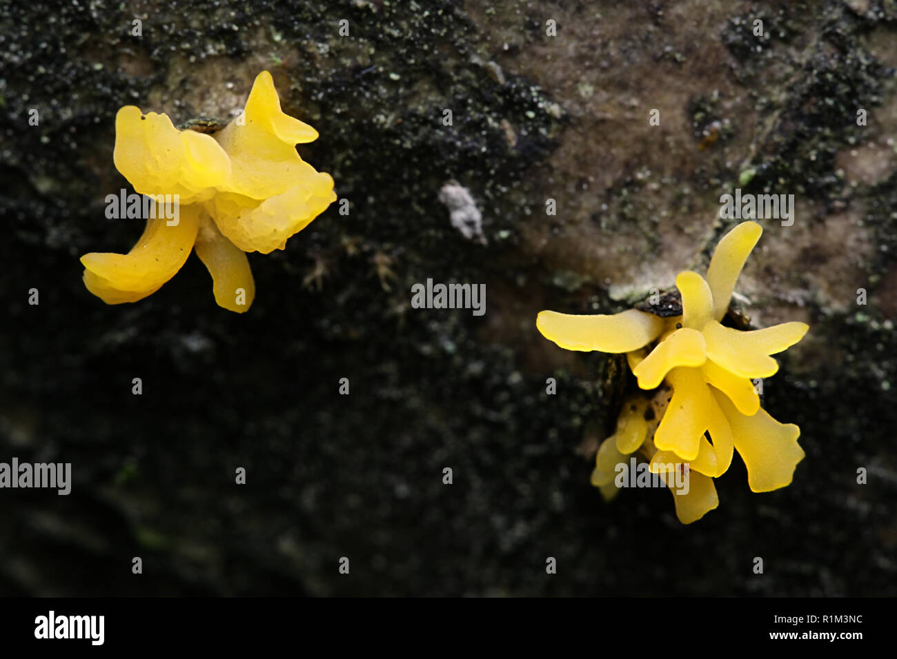 Small stagshorn jelly fungus, Calocera cornea Stock Photo