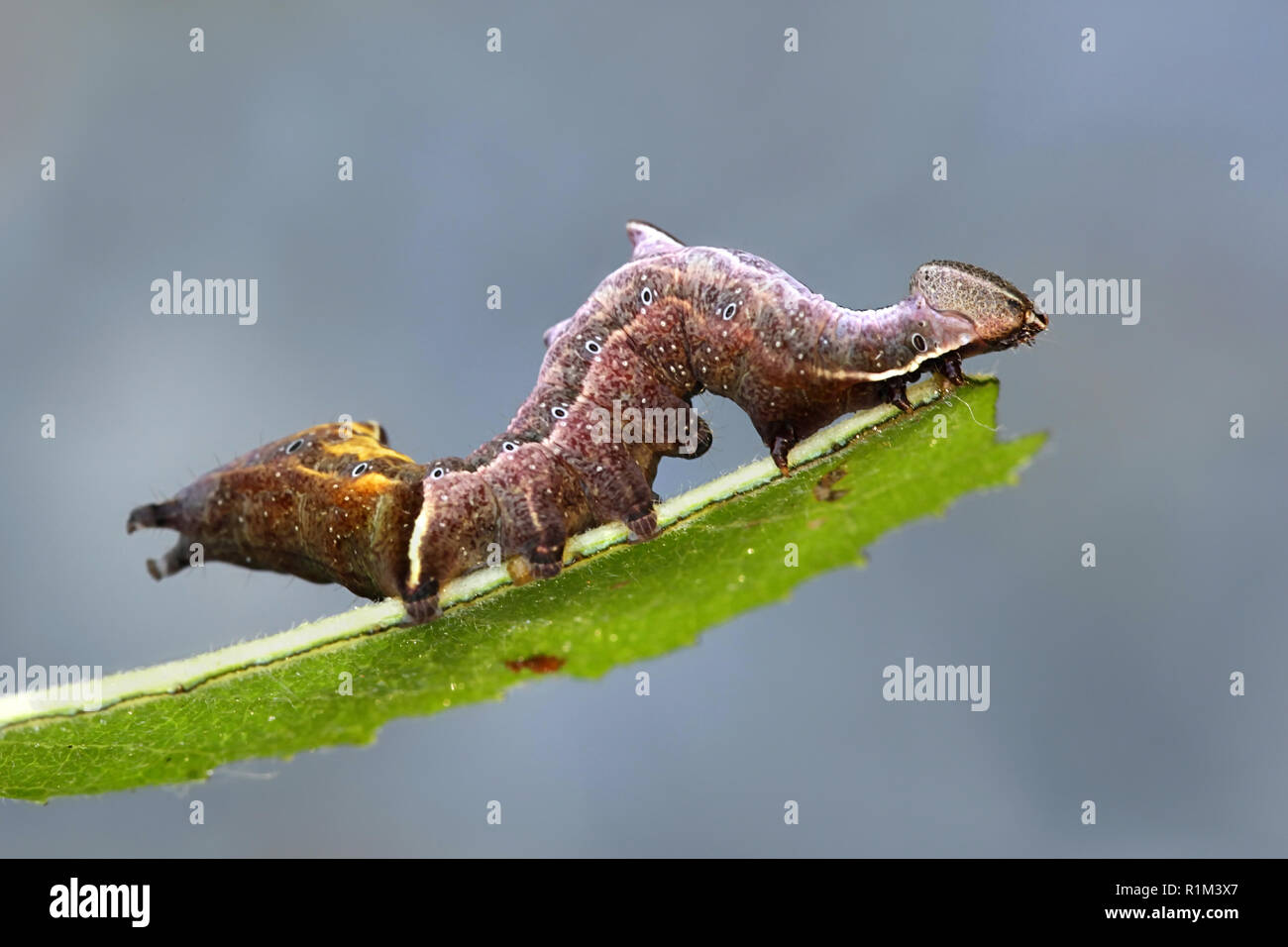 Notodonta ziczac, the pebble prominent moth Stock Photo