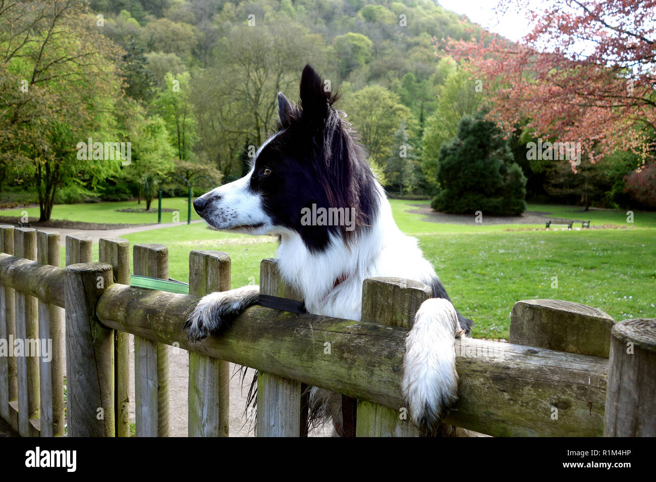 Border Collie dog peering over fence Stock Photo