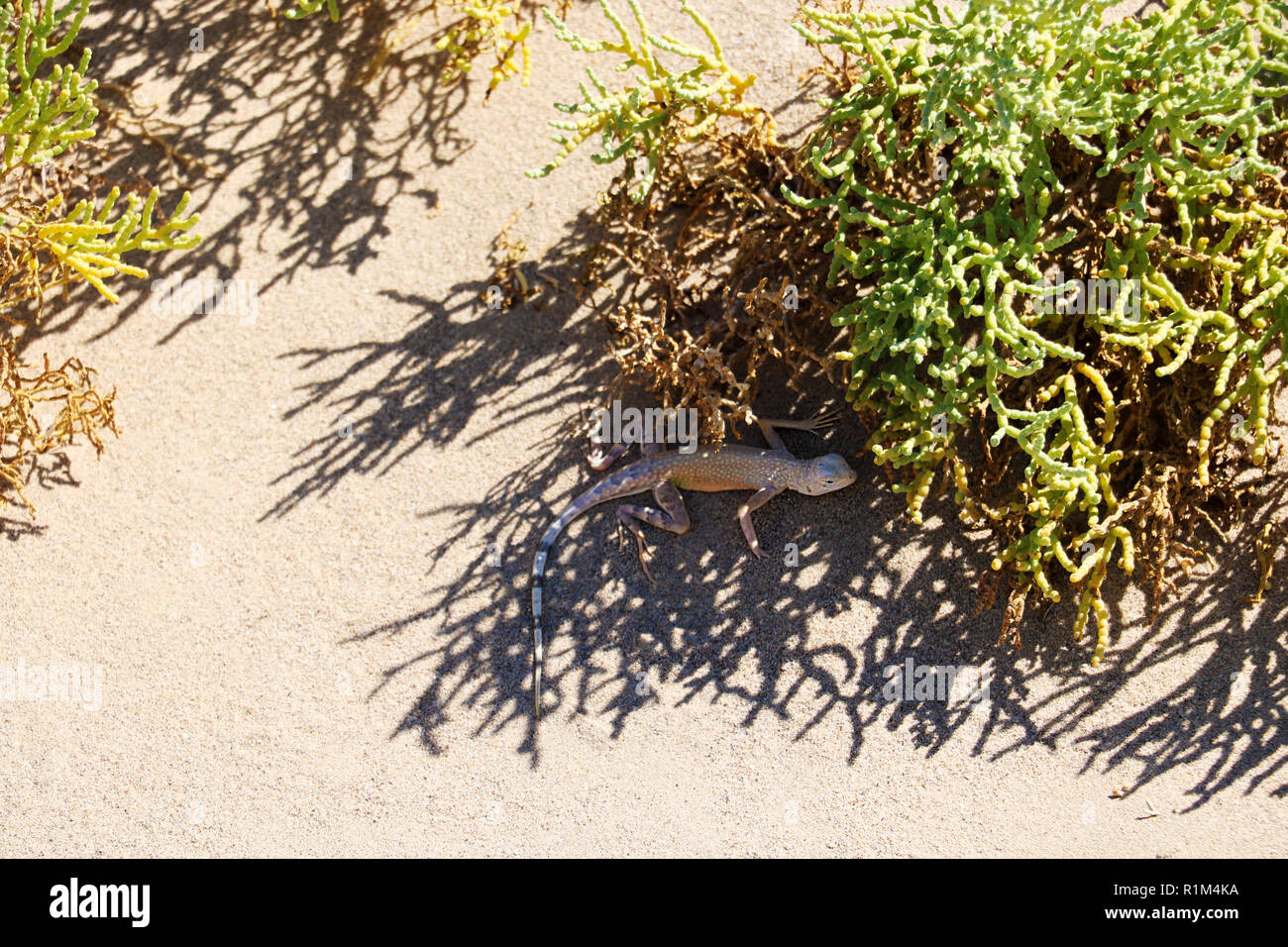Lizard under the bush on a sunny hot day Stock Photo