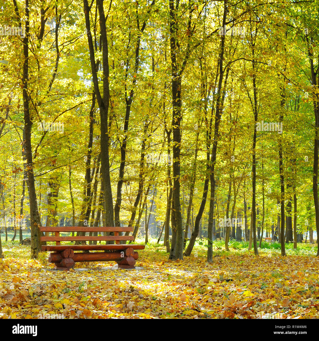 autumn park with path and bench Stock Photo - Alamy