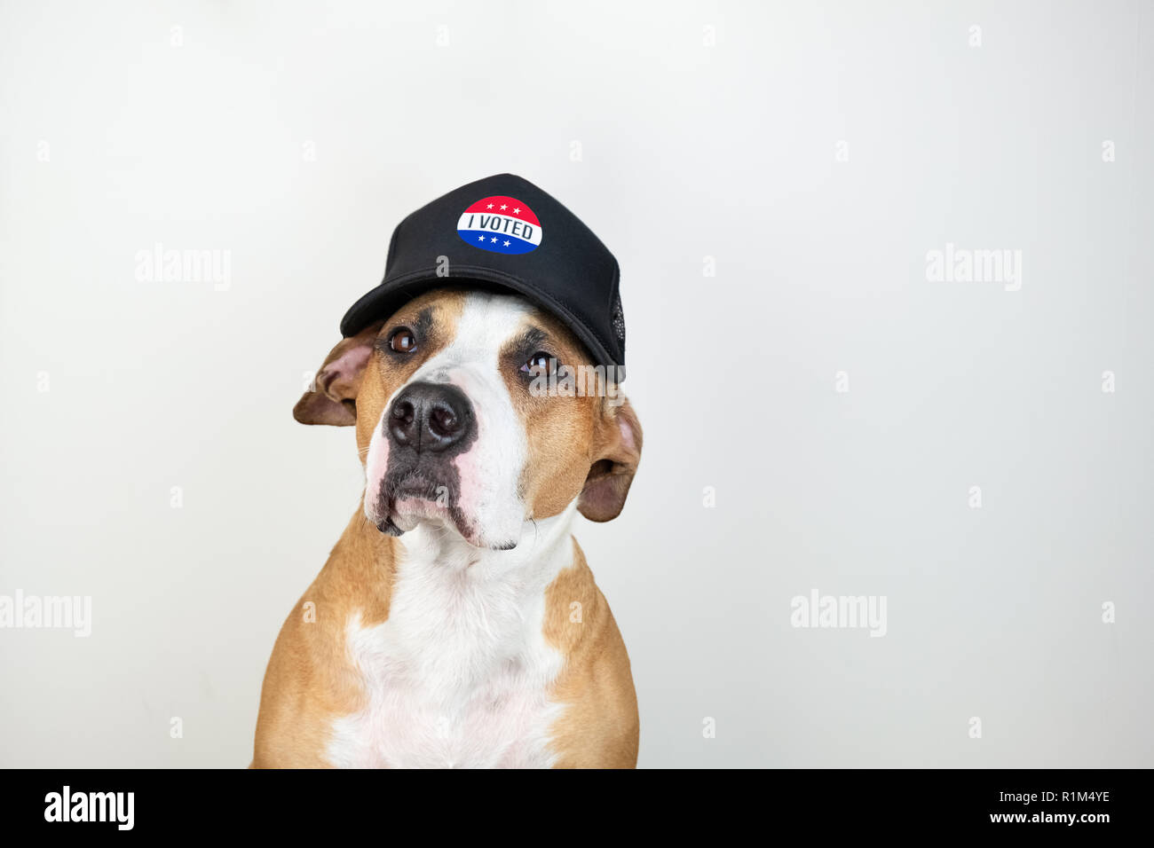 American election activism concept: staffordshire terrier dog in patriotic baseball hat.  Pitbull terrier in trucker hat with 'i voted' sign in studio Stock Photo