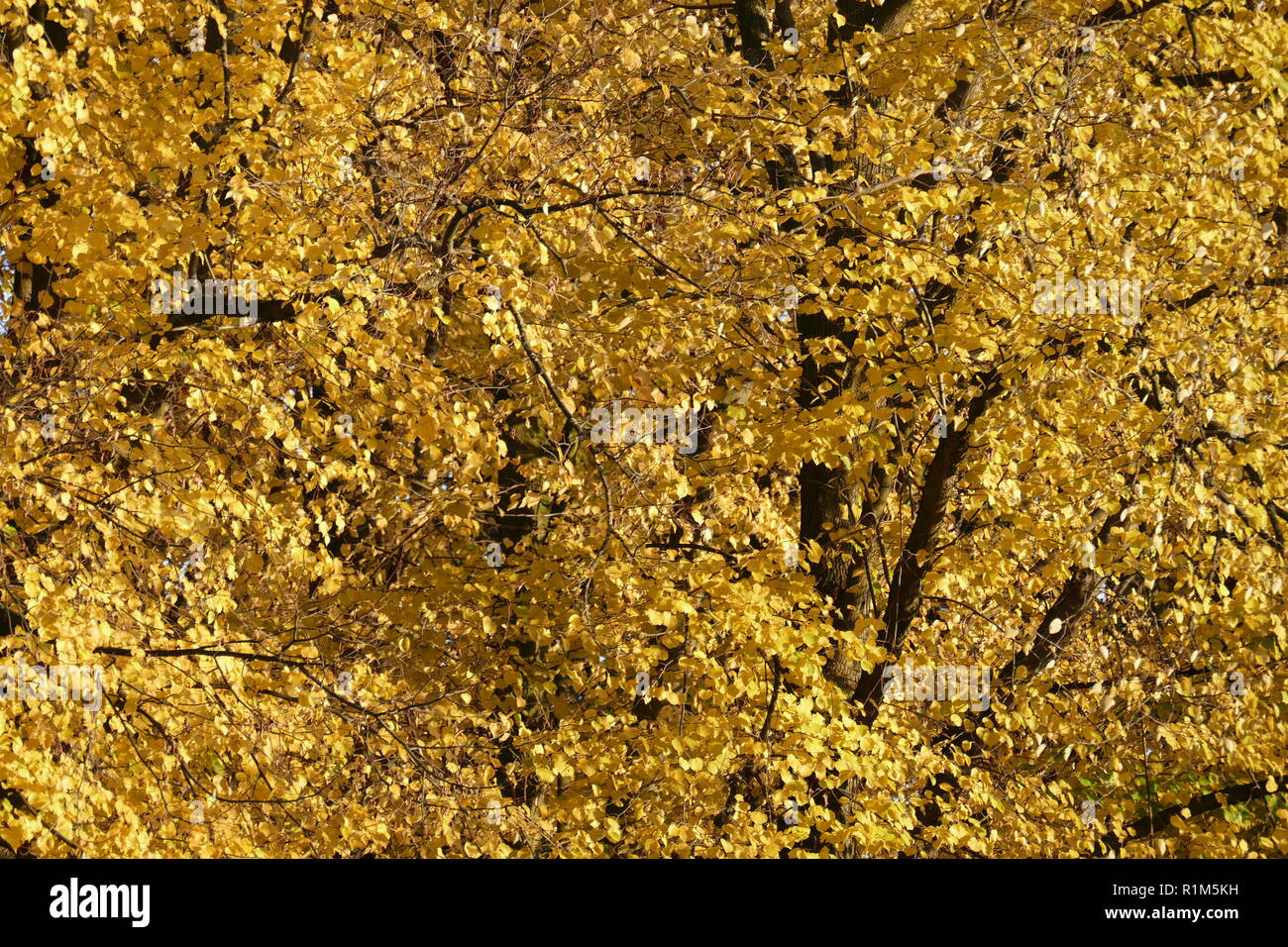 yellow discolored beech leaves on branches, Germany, Europe Stock Photo