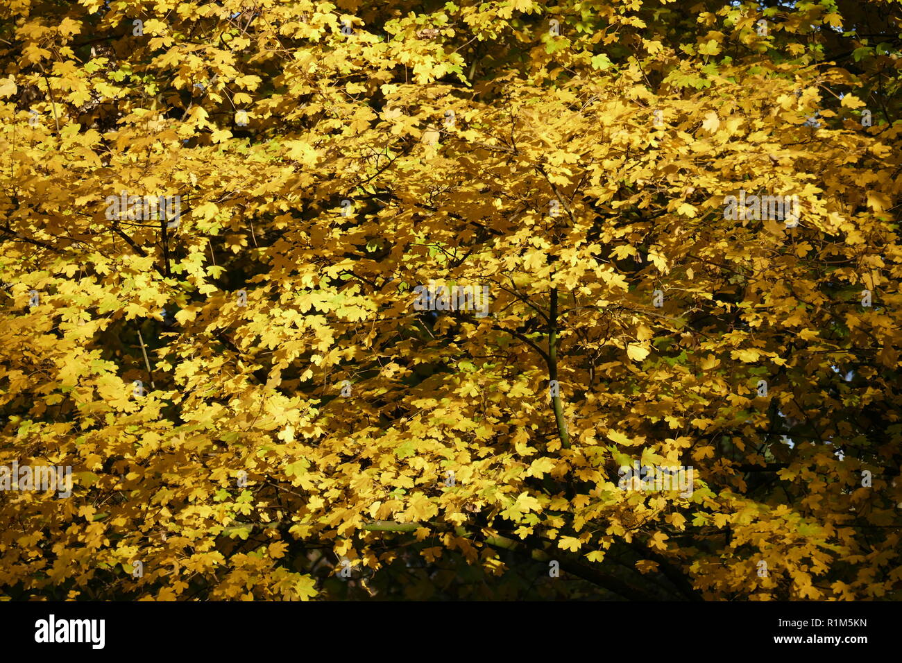 yellow discolored oak leaves on branches, Germany, Europe  I gelb verfärbte Eichenblätter an Ästen, Deutschland, Europa I Stock Photo