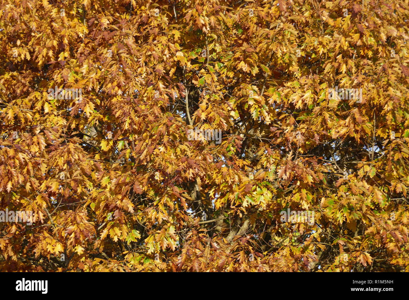 yellow discolored oak leaves on branches, Germany, Europe  I gelb verfärbte Eichenblätter an Ästen, Deutschland, Europa I Stock Photo