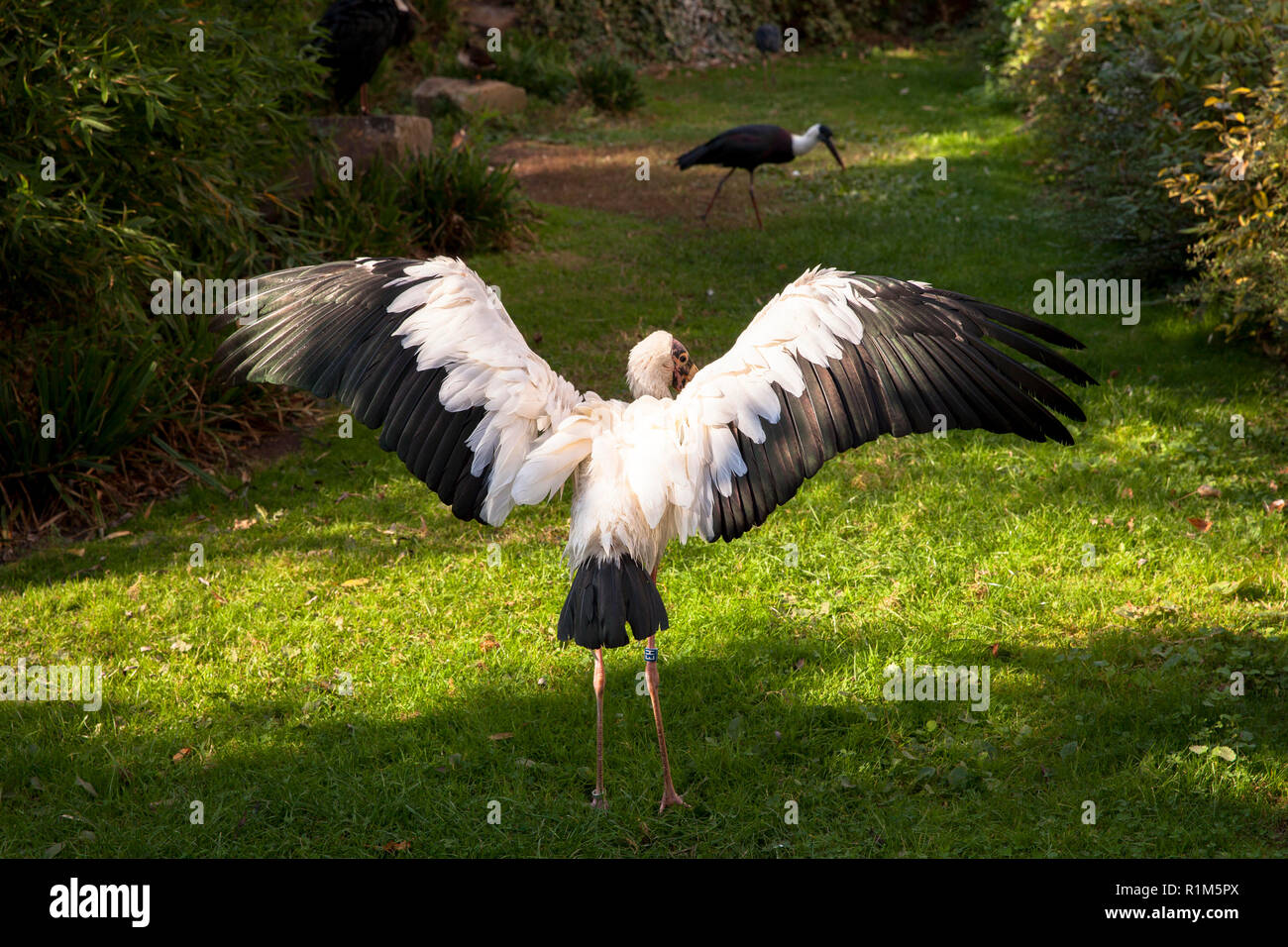 Milky Stork Mycteria Cinerea A The Zoological Garden Cologne