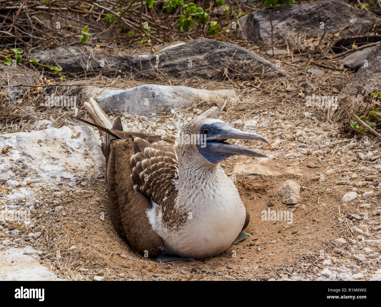Blue-footed booby (Sula nebouxii) on a nest, Punta Suarez, Espanola or Hood Island, Galapagos, Ecuador Stock Photo