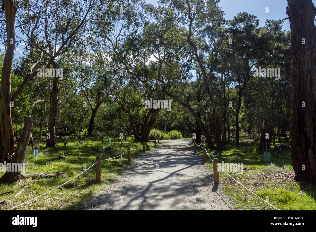 Eucalyptus tree tunnel, Koloa Park, Philip Island, Austrlia Stock Photo