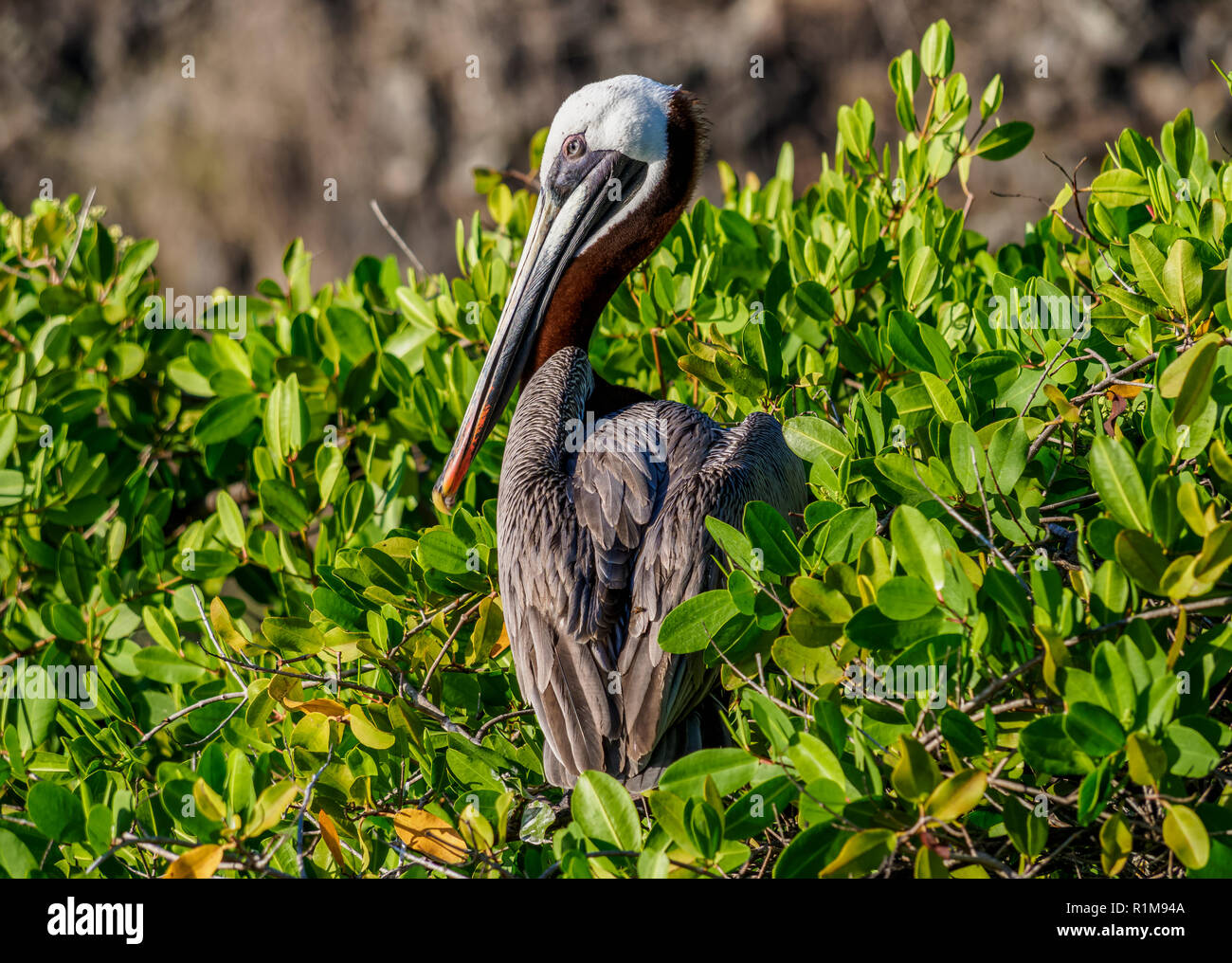Brown pelican (Pelecanus occidentalis), Puerto Ayora, Santa Cruz or Indefatigable Island, Galapagos, Ecuador Stock Photo