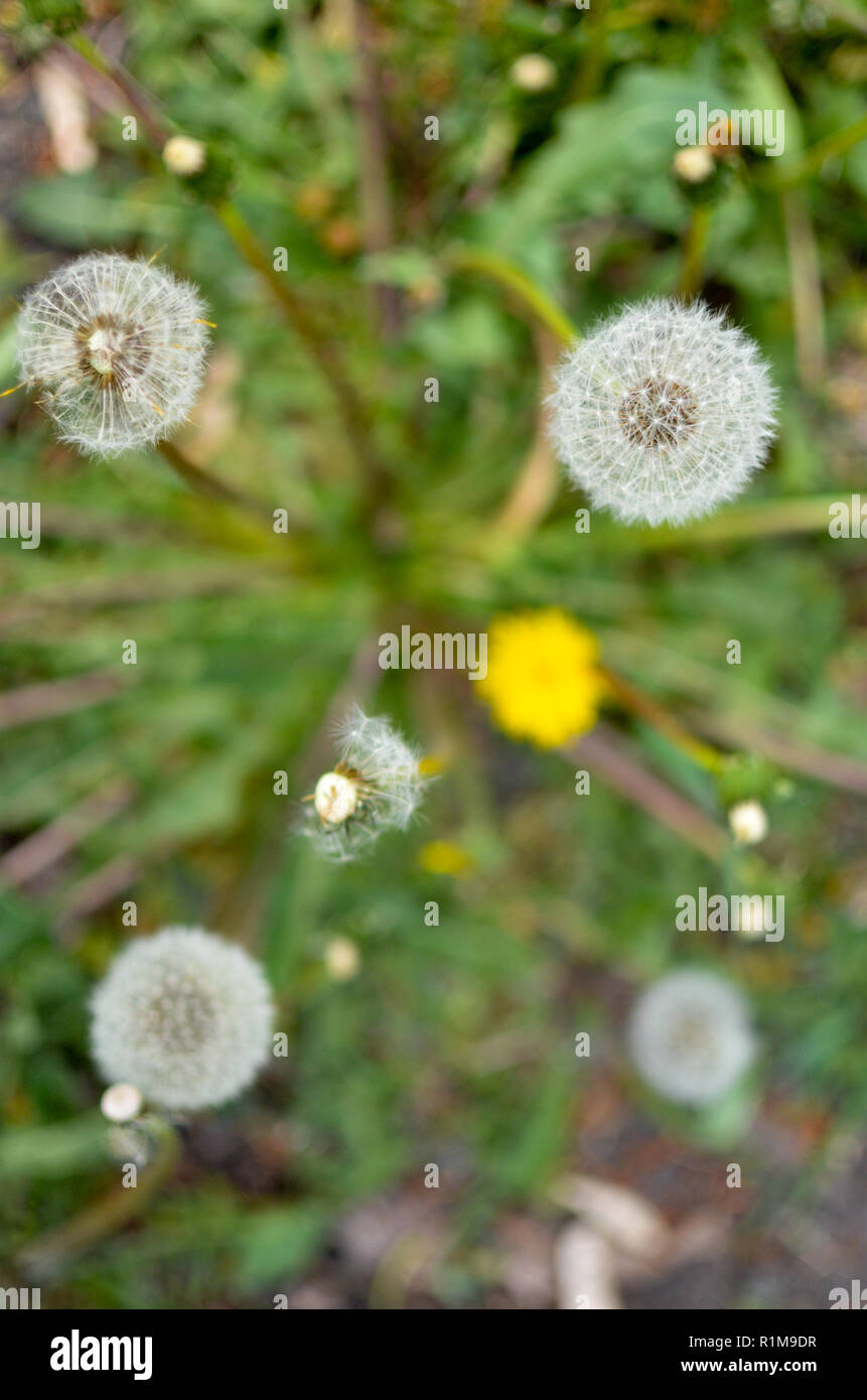 Symbolic white dandelion flower hi-res stock photography and images - Alamy