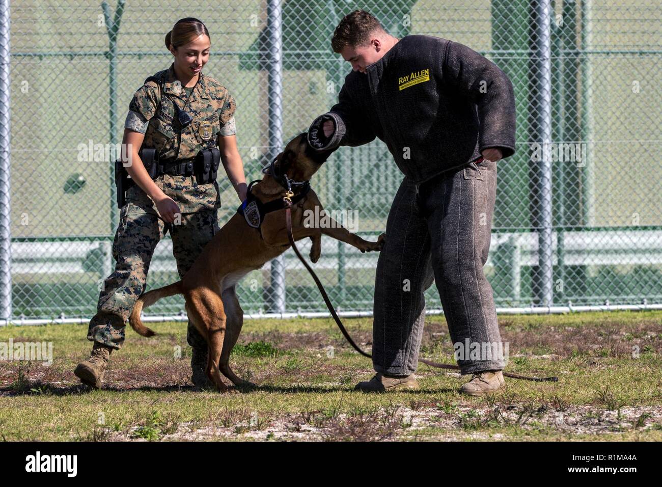 Dog handler police vehicles hi-res stock photography and images - Alamy