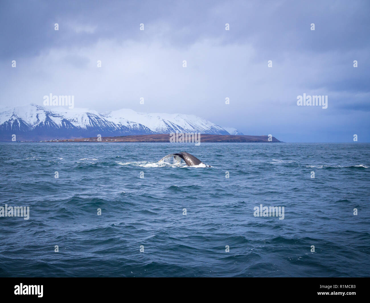 Humpback whale breaching snow hi-res stock photography and images - Alamy