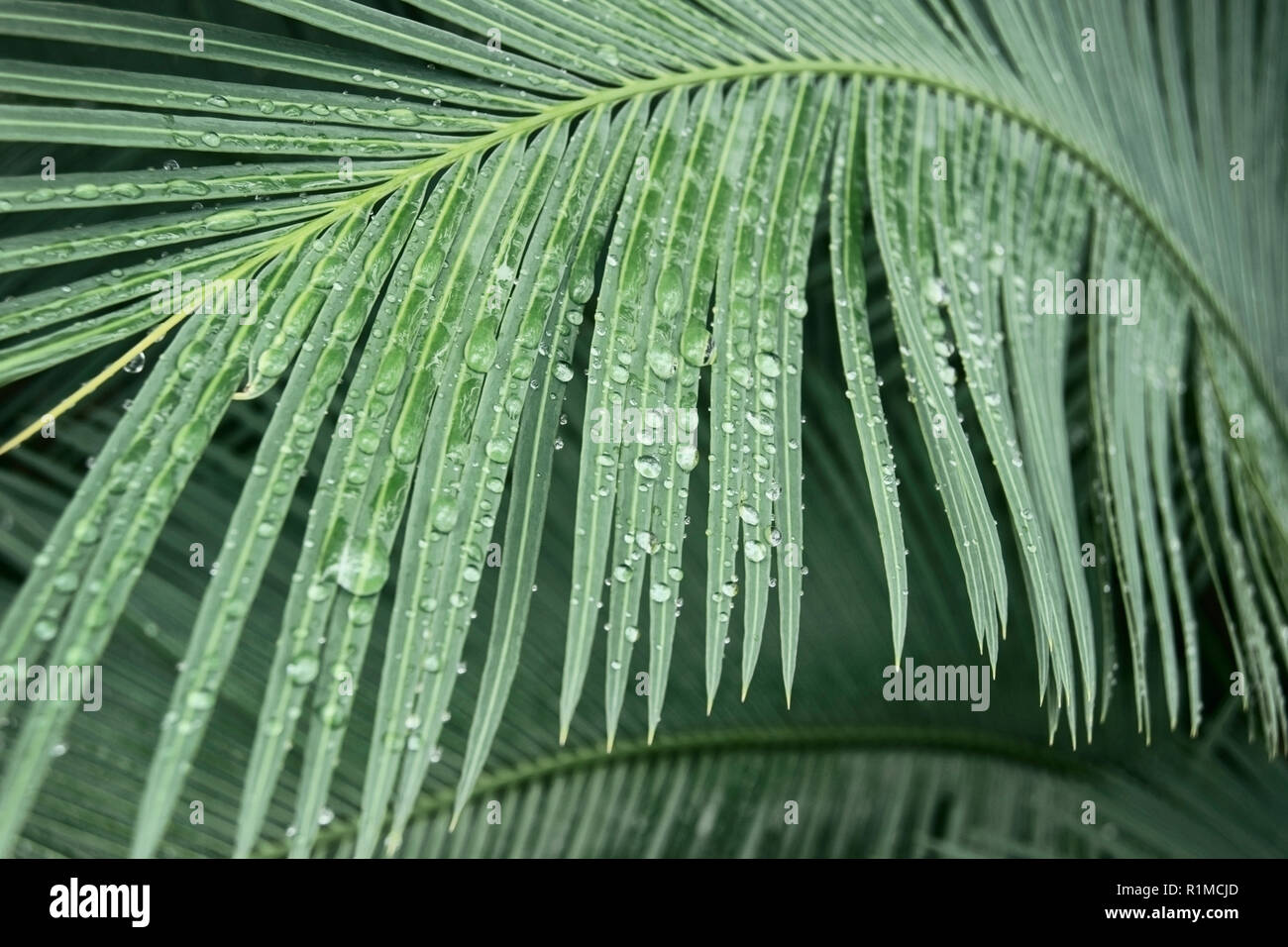 Leaf of a palm tree in rain drops in the rainforest Stock Photo