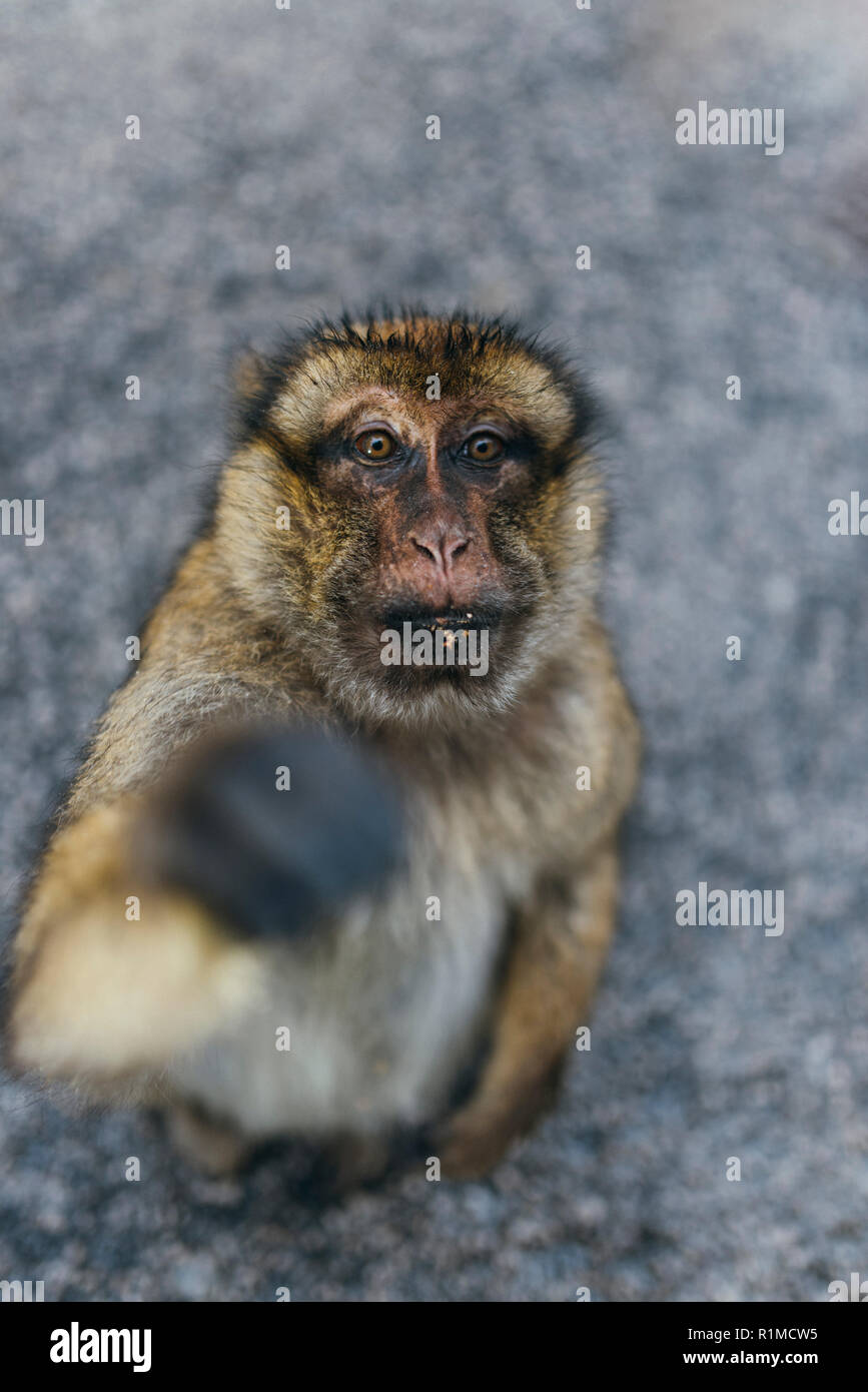 Affe Afrika High Resolution Stock Photography And Images Alamy