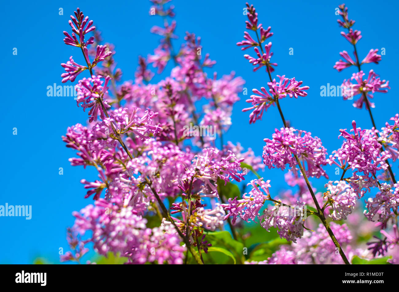 Blooming purple lilac hires stock photography and images Alamy