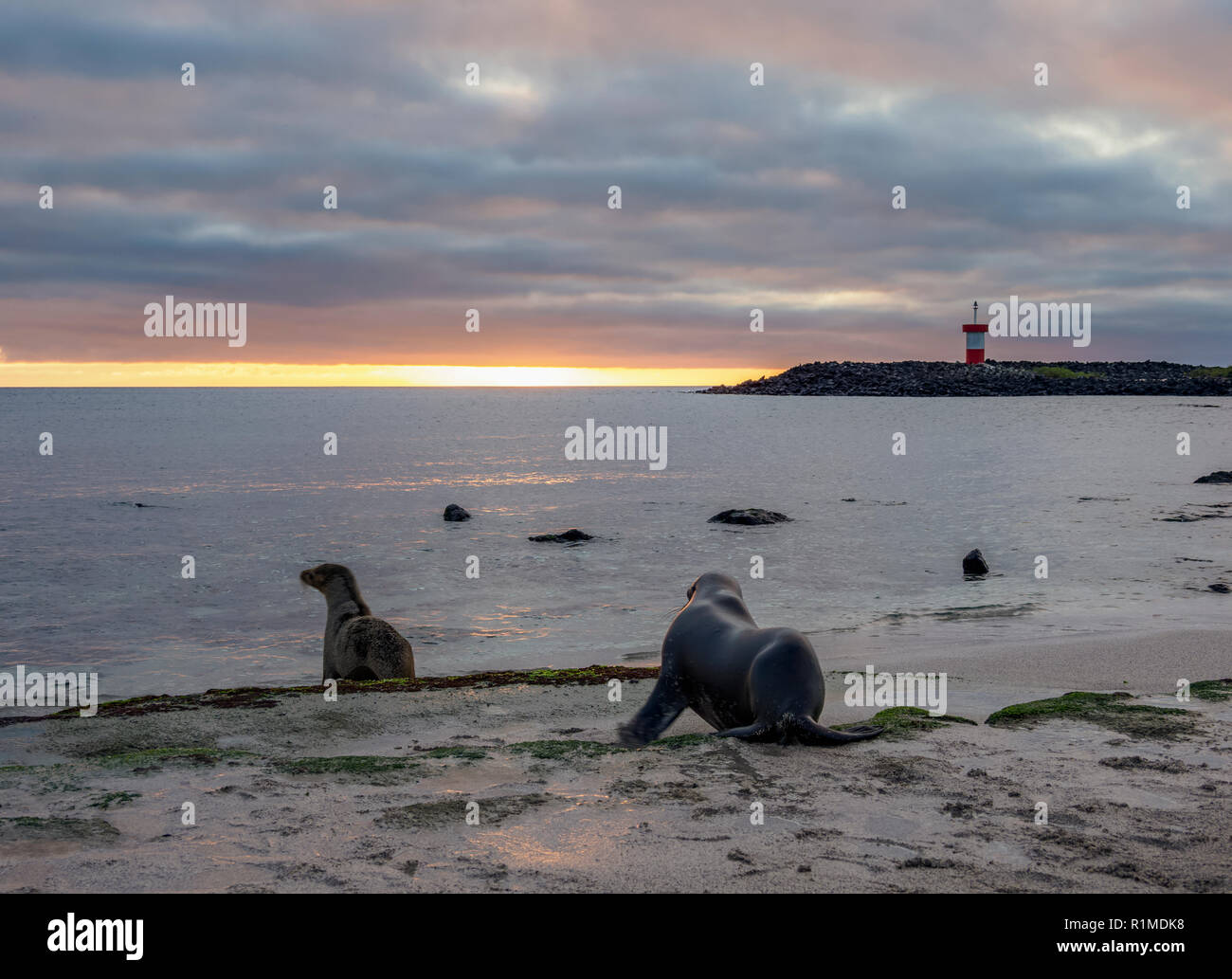 Sea Lions Zalophus Wollebaeki Punta Carola Beach San Cristobal Or Chatham Island Galapagos Ecuador Stock Photo Alamy